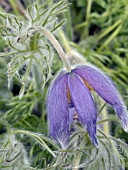 PULSATILLA VULGARIS