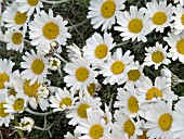 RHODANTHEMUM HOSMARIENSE