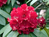 RHODODENDRON GRACE SEABROOK