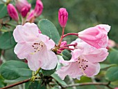 RHODODENDRON MAUREEN