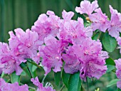 RHODODENDRON PJM REGAL