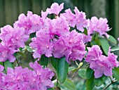 RHODODENDRON PJM REGAL