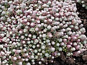 SEDUM SPATHULIFOLIUM CAPE BLANCO