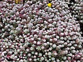 SEDUM SPATHULIFOLIUM CAPE BLANCO