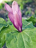 TRILLIUM CHLOROPETALUM