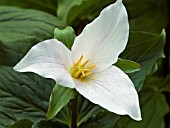 TRILLIUM GRANDIFLORUM