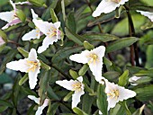 TRILLIUM NIVALE