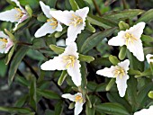 TRILLIUM NIVALE