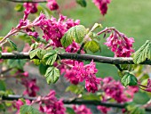 VACCINIUM PARVIFOLIUM RED HUCKLEBERRY