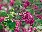 VACCIUM PARVIFOLIUM RED HUCKLEBERRY