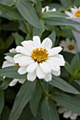 ZINNIA PROFUSION KNEE HIGH WHITE