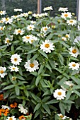 ZINNIA PROFUSION KNEE HIGH WHITE