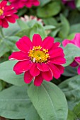 ZINNIA PROFUSION DOUBLE CHERRY