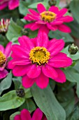 ZINNIA PROFUSION CHERRY