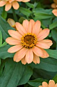 ZINNIA PROFUSION APRICOT