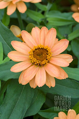 ZINNIA_PROFUSION_APRICOT