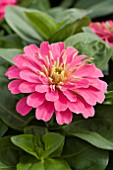 ZINNIA ELEGANS, MAGELLAN PINK