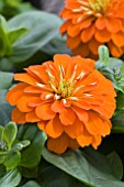 ZINNIA ELEGANS, MAGELLAN ORANGE