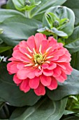 ZINNIA ELEGANS, MAGELLAN CORAL