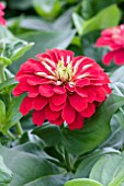 ZINNIA ELEGANS, MAGELLAN CHERRY