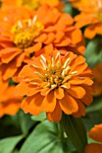 ZINNIA ELEGANS DISTANCE ORANGE