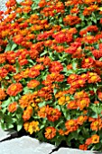 ZINNIA ELEGANS DISTANCE ORANGE