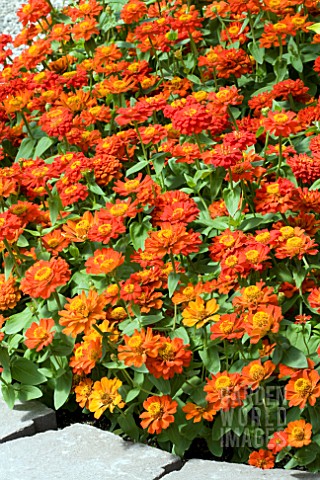 ZINNIA_ELEGANS_DISTANCE_ORANGE