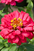 ZINNIA ELEGANS DISTANCE CHERRY