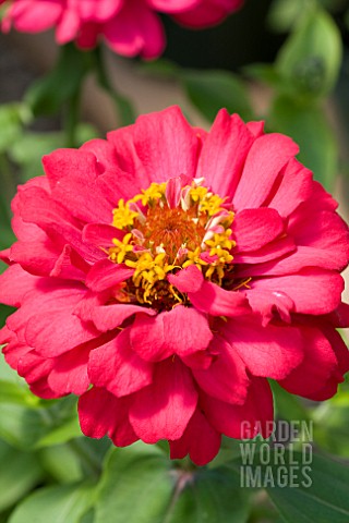 ZINNIA_ELEGANS_DISTANCE_CHERRY