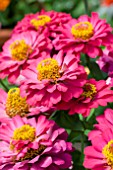 ZINNIA ELEGANS DISTANCE CHERRY