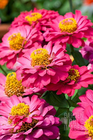 ZINNIA_ELEGANS_DISTANCE_CHERRY