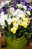 VIOLAS IN BASKET