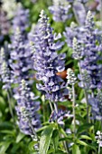 SALVIA FARINACEA CATHEDRAL SKY BLUE