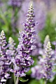 SALVIA FARINACEA CATHEDRAL LAVENDER