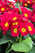 PRIMULA POLYANTHUS SUPER NOVA RED