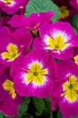 PRIMULA POLYANTHUS SUPER NOVA PURPLE BICOLOR