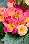 PRIMULA ACAULIS ROSANNA APRICOT SHADES