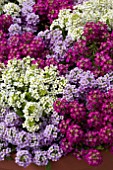 LOBULARIA WONDERLAND COTTON CANDY MIX