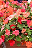 IMPATIENS TEMPO CANCUN MIX