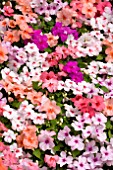 IMPATIENS TEMPO BUTTERFLY MIX