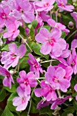 IMPATIENS LITTLE LIZZY ORCHID BUTTERFLY