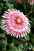 GERBERA SPINNERS PINK WHITE