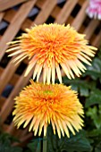 GERBERA SPINNERS ORANGE YELLOW