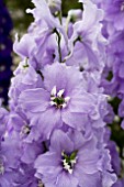 DELPHINIUM CANDLE LAVENDER SHADES