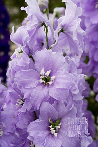 DELPHINIUM_CANDLE_LAVENDER_SHADES