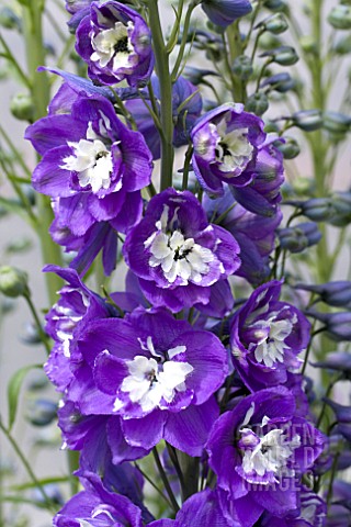 DELPHINIUM_AURORA_PURPLE