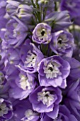 DELPHINIUM AURORA LAVENDER