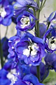 DELPHINIUM AURORA BLUE