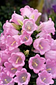 CAMPANULA CHAMPION PINK