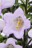 CAMPANULA CHAMPION LAVENDER